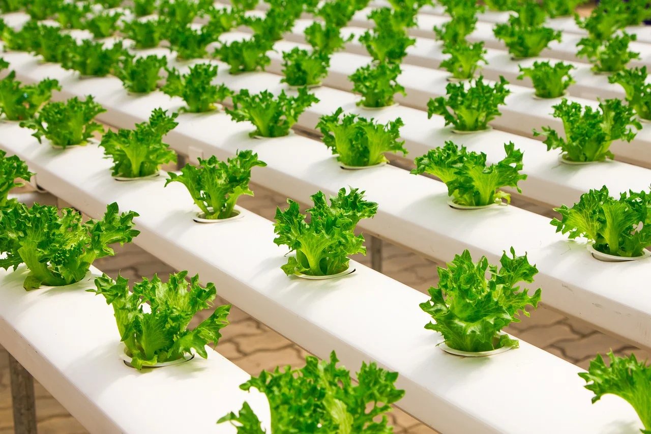 Hydroponic Nutrient Solution
